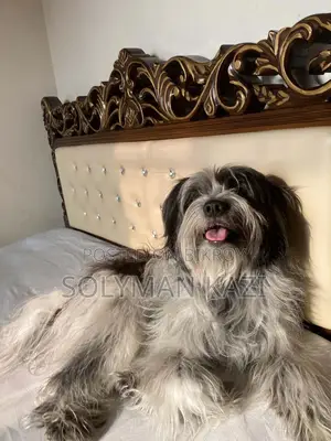 1+ Year Male Purebred Lhasa Apso