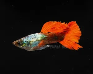 Mixed Red Tail Platinum Guppy
