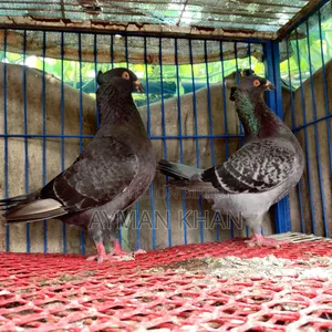 Chuithal Giant Homer Cross Racing Pair