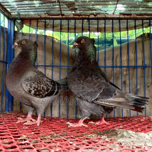 Chuithal Giant Homer Cross Racing Pair