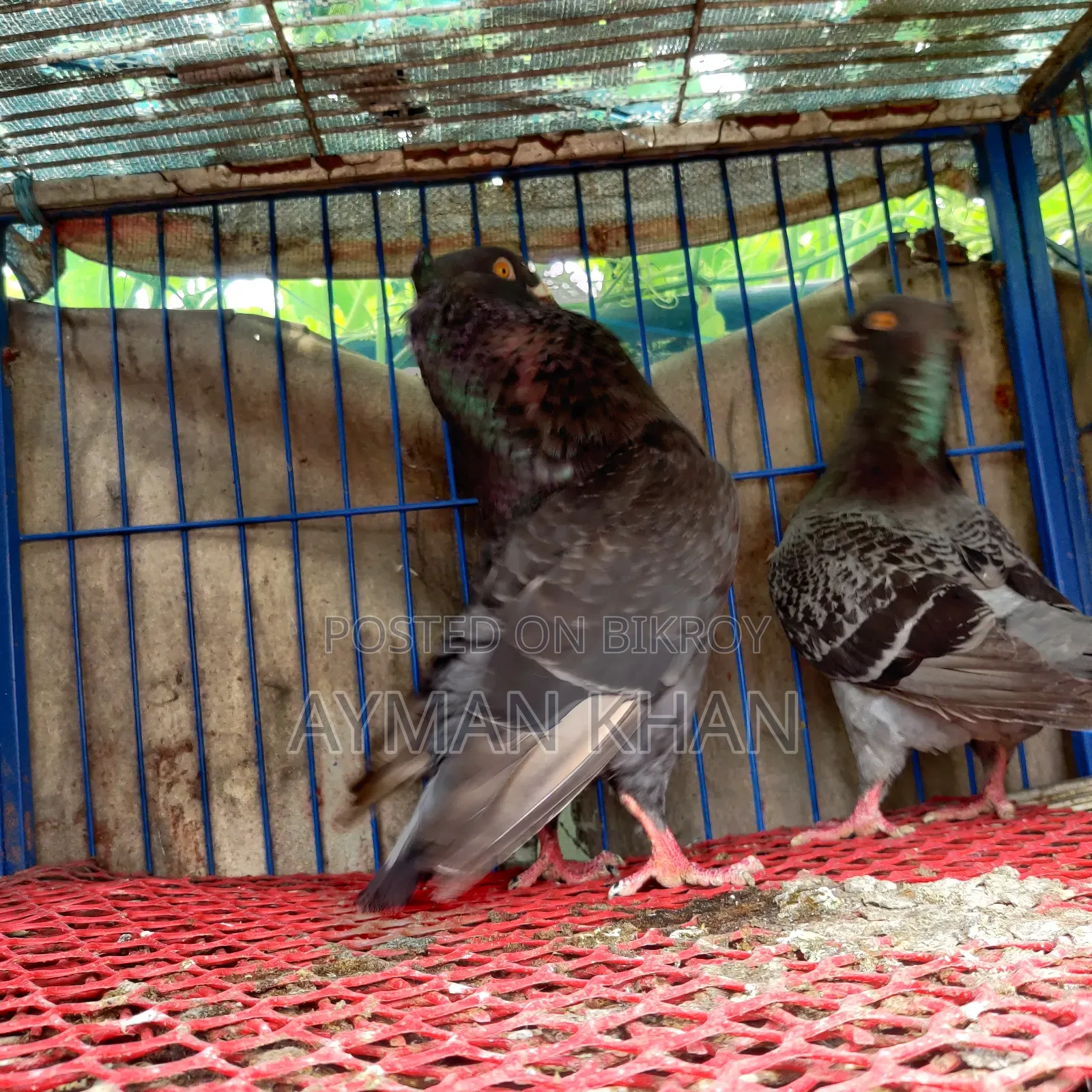 Chuithal Giant Homer Cross Racing Pair