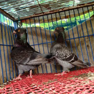 Chuithal Giant Homer Cross Racing Pair