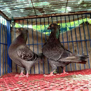 Chuithal Giant Homer Cross Racing Pair