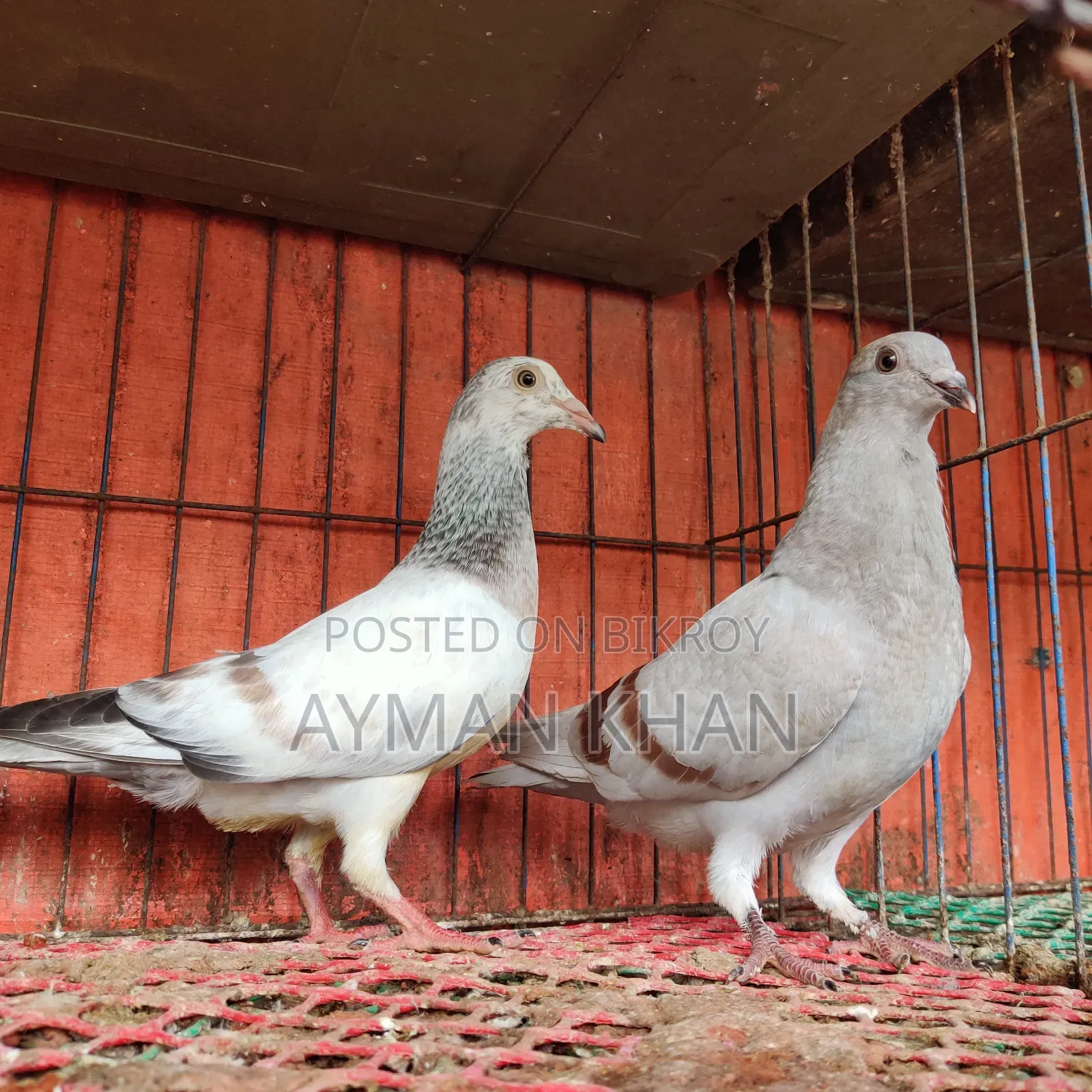 Light Milli + Light Afsan Baby Pair