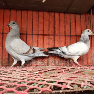 Light Milli + Light Afsan Baby Pair