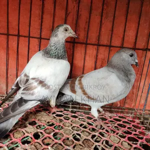 Light Milli + Light Afsan Baby Pair