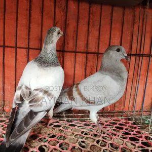 Light Milli + Light Afsan Baby Pair