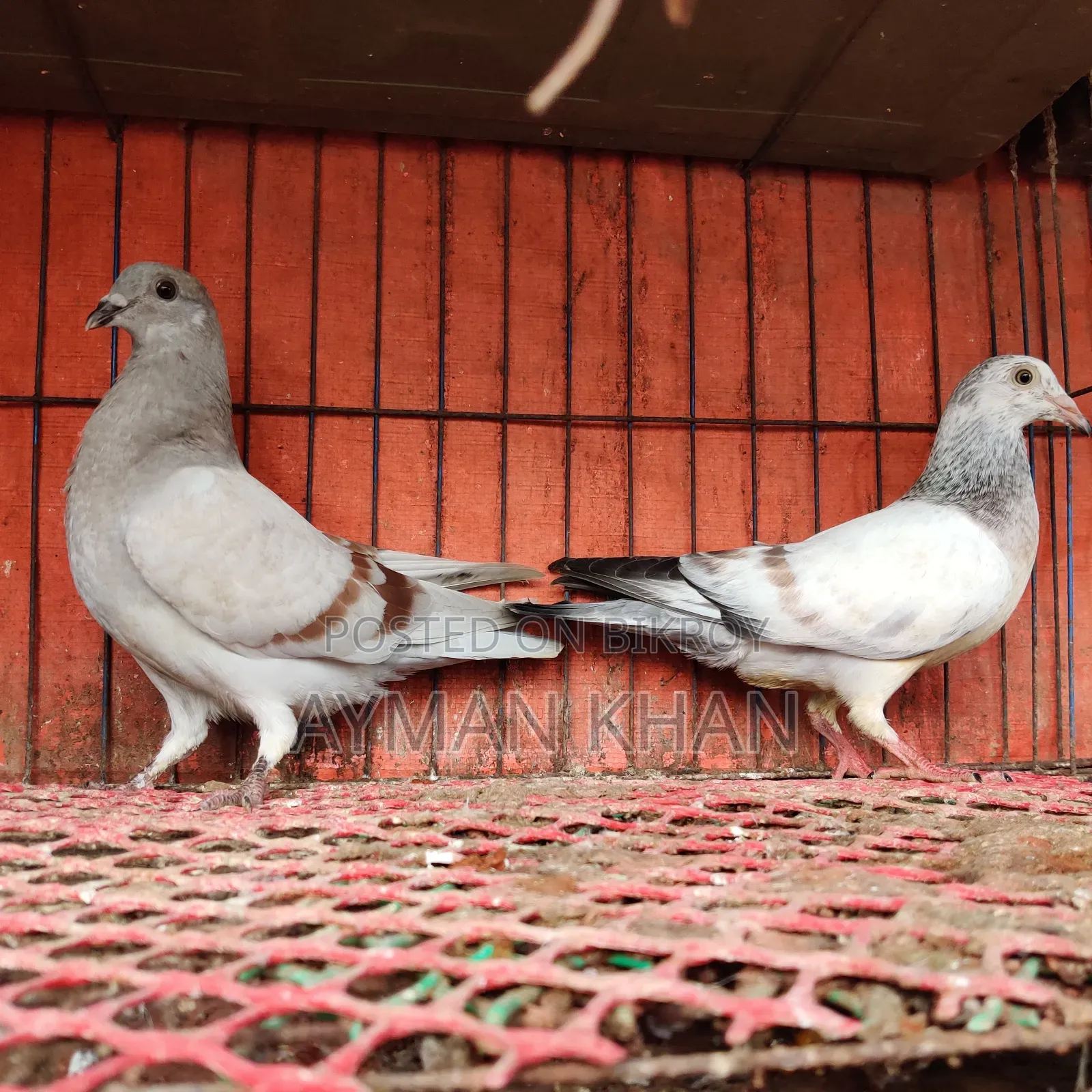 Light Milli + Light Afsan Baby Pair
