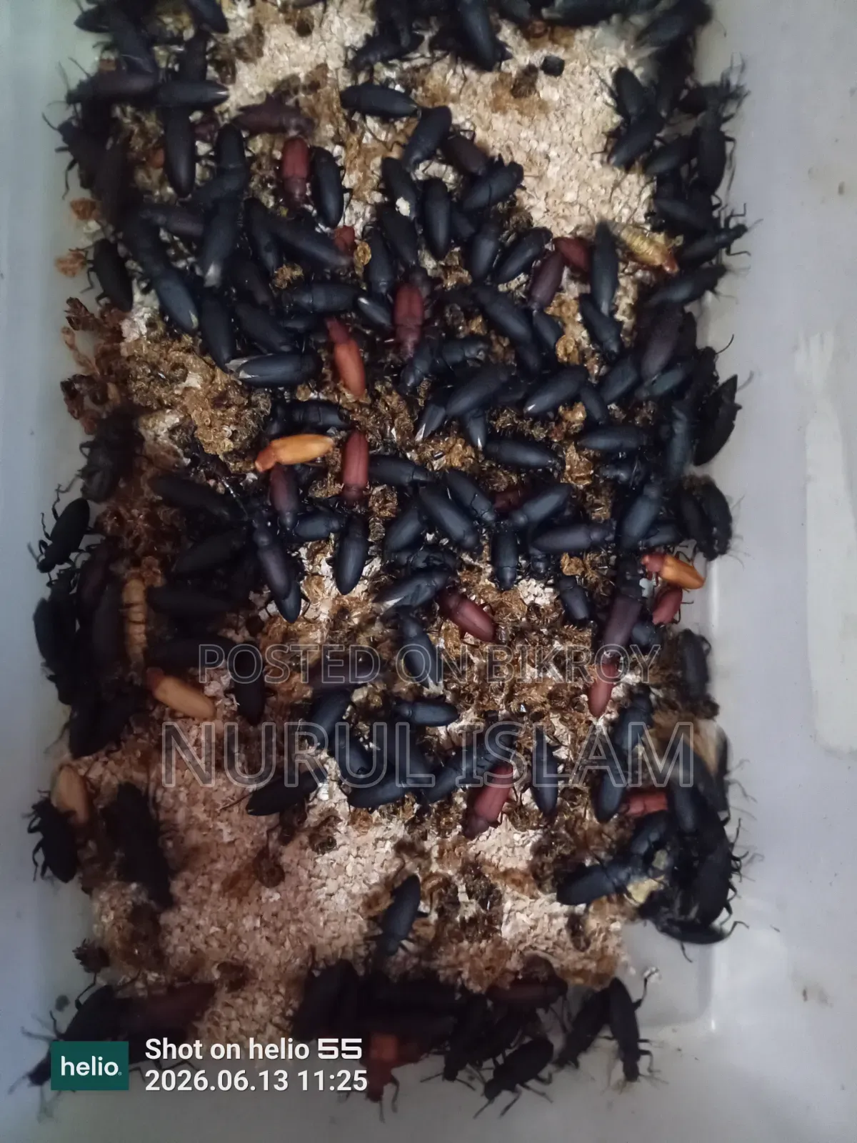 Beetle Superworm, Beetle Superwoman, Beetle insect