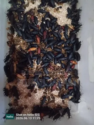 বিটল সুপার ওয়াম পোকা, Bettle Superwoman, বিটল পোকা