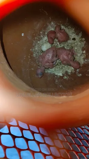 Budgie Baby