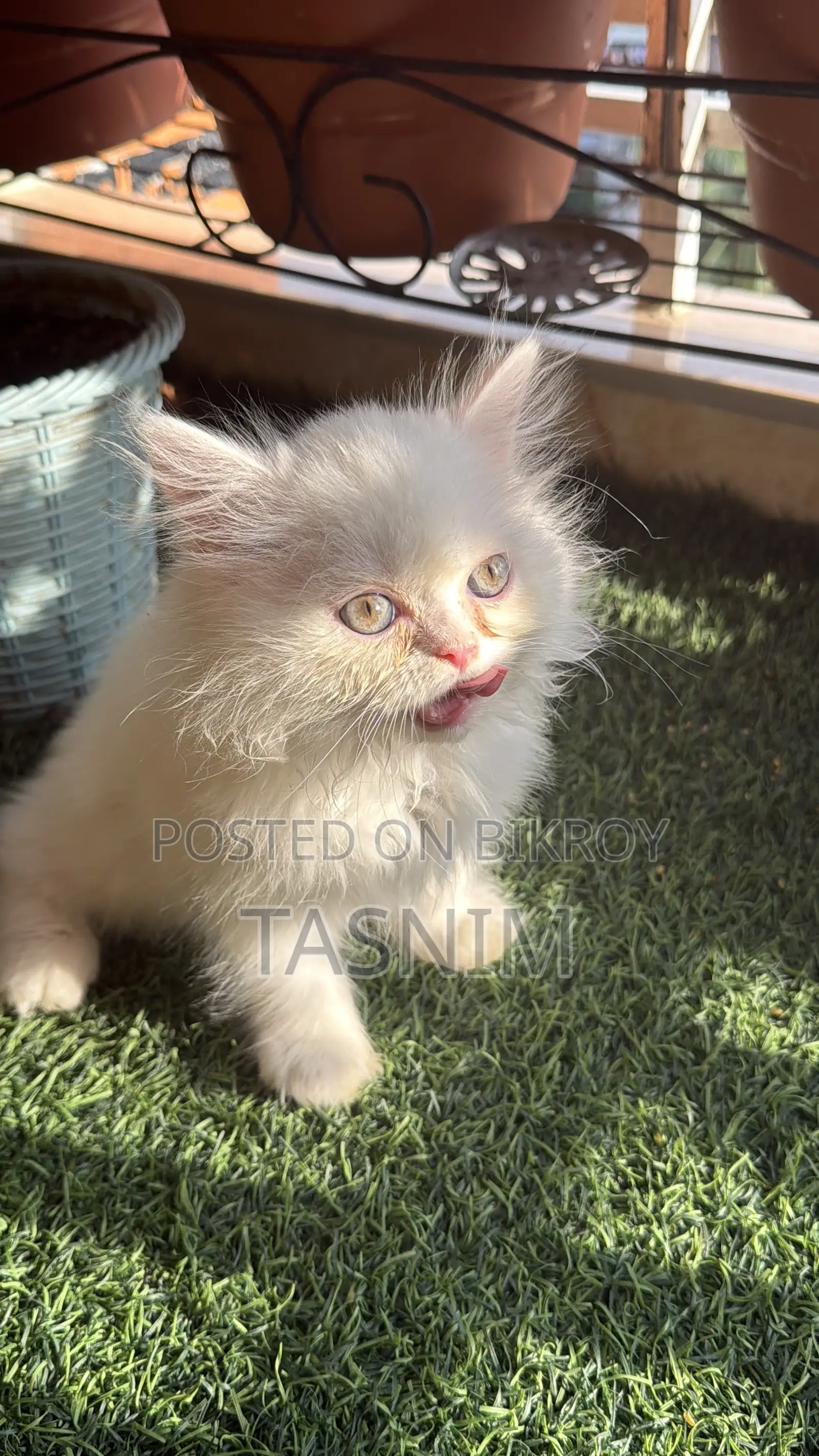 1-3 months Female Purebred Persian