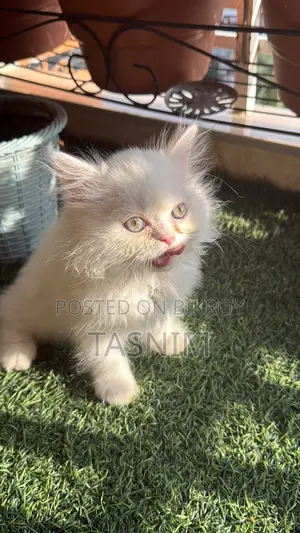 1-3 months Female Purebred Persian
