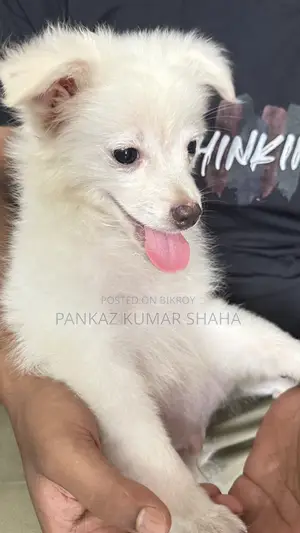 ৩-৬ মাস বয়সী ফিমেল পিওরব্রেড জাপানিজ স্পিটজ