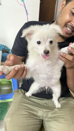 ৩-৬ মাস বয়সী ফিমেল পিওরব্রেড জাপানিজ স্পিটজ