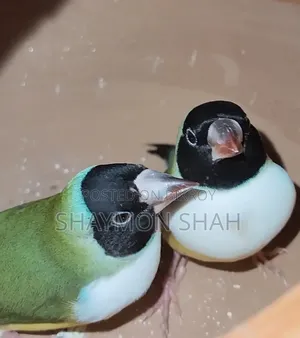 Gouldian Finch