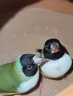 Gouldian Finch
