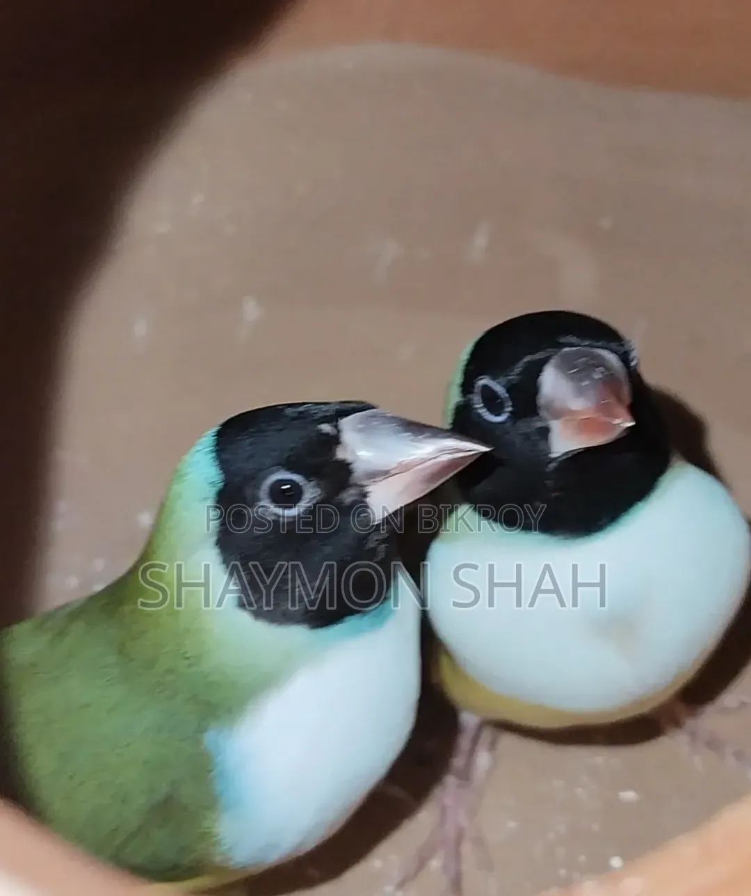 Gouldian Finch