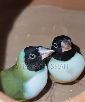 Gouldian Finch