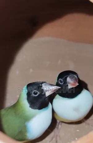 Gouldian Finch