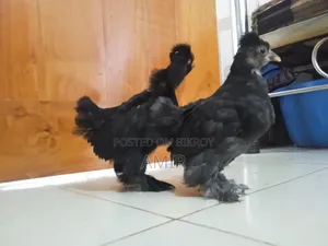 Black Turki Sultan