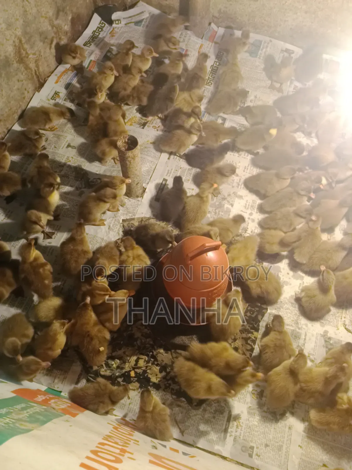 খাকি ক্যাম্বল হাসি বাচ্চা