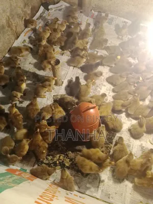 খাকি ক্যাম্বল হাসি বাচ্চা