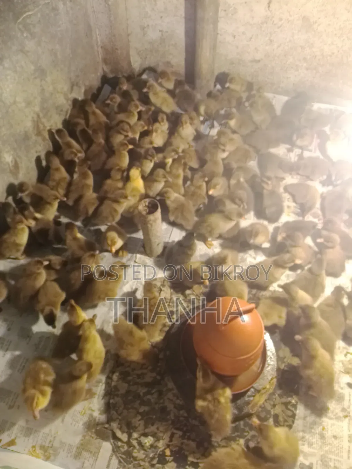 খাকি ক্যাম্বল হাসি বাচ্চা