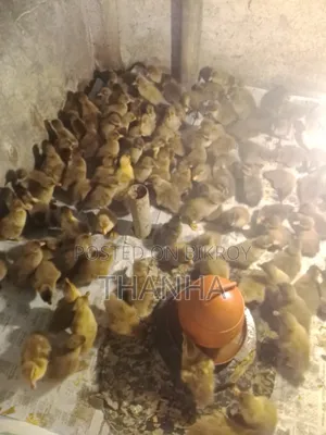 খাকি ক্যাম্বল হাসি বাচ্চা