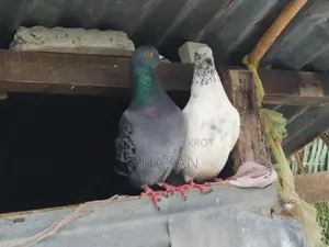 Kobutor কবুতর