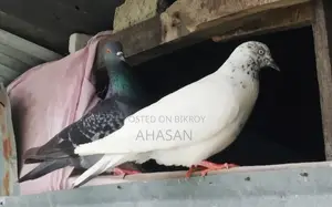 Kobutor কবুতর