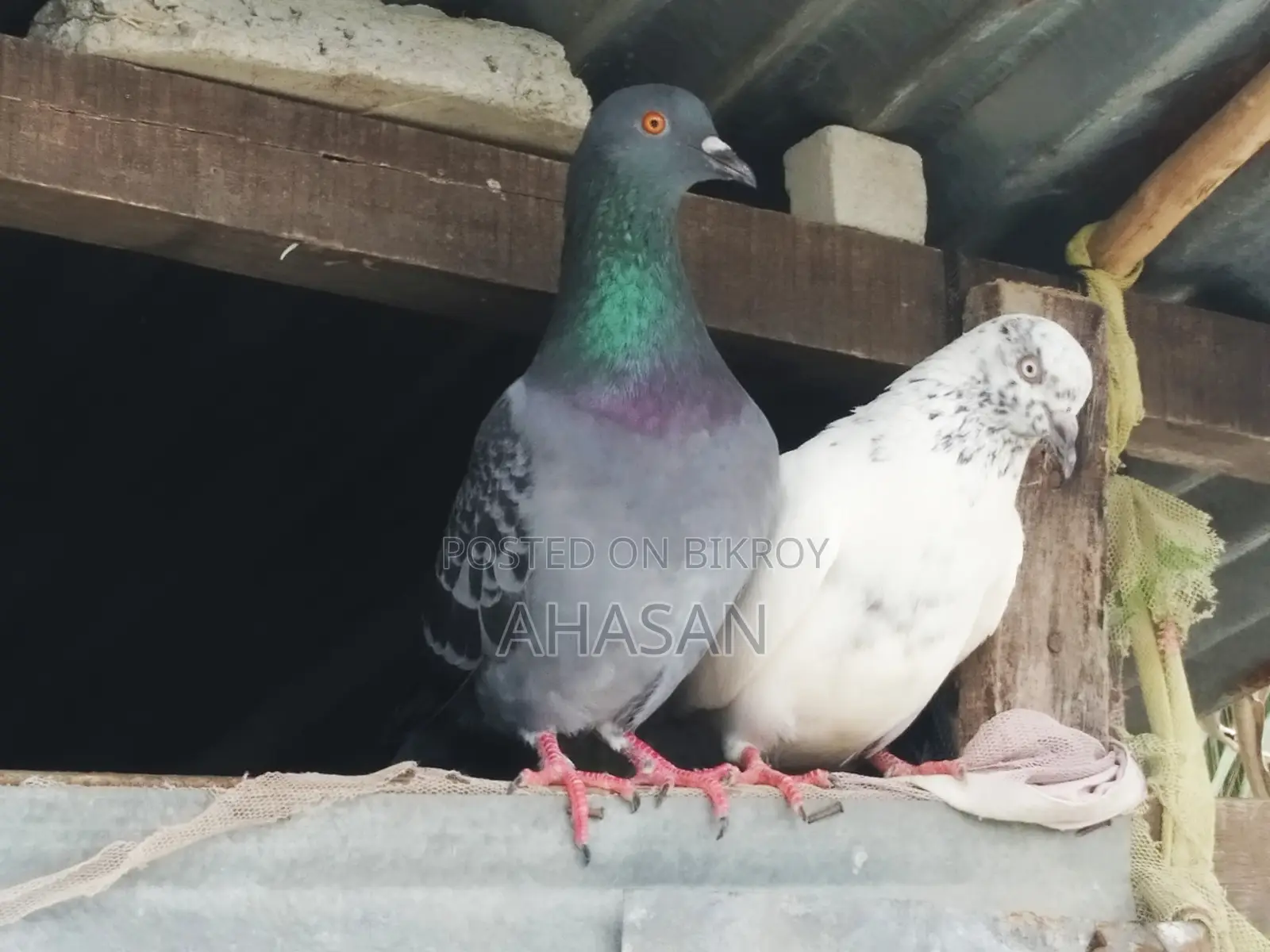 Kobutor কবুতর