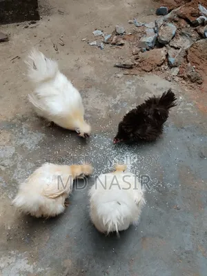 সিল্কি বিক্রি হবে