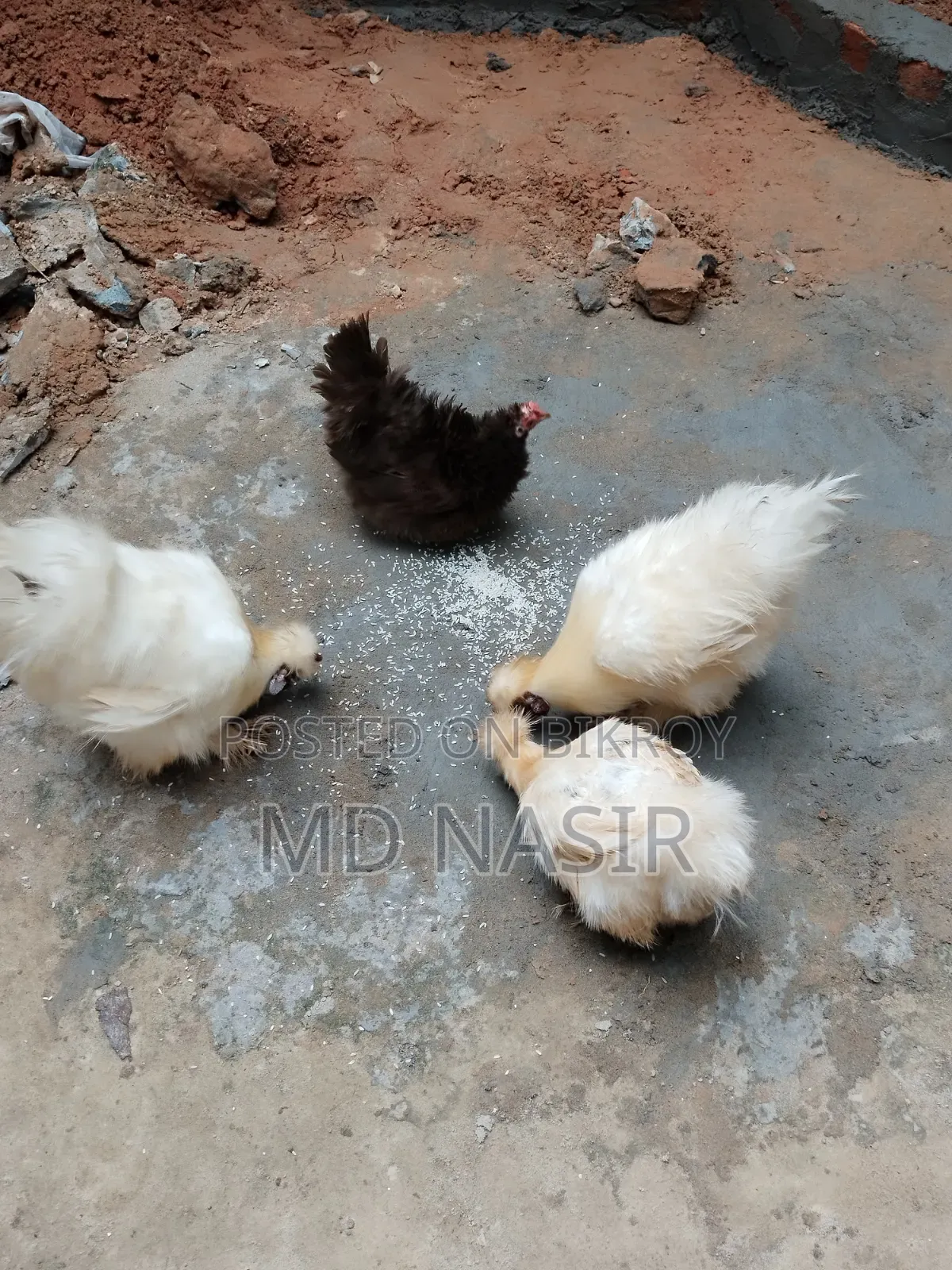 সিল্কি বিক্রি হবে