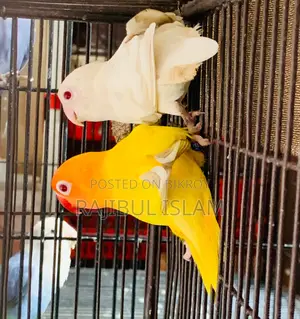 লাভবার্ডস জোড়া