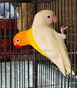 Lovebirds Pair