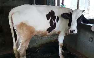 ১২৯৬ নং বকনা গরু বিক্রয় হবে।