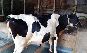No. 1298 Improved Breed Cow for Sale