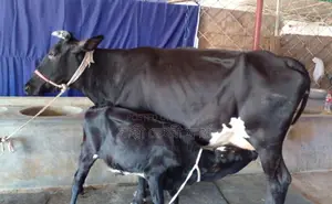 ১২৯১ নং ভালো জাতের গাভী গরু ।