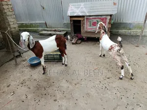 দুইটি উন্নত জাতের ক্রস পাঠি ছাগল