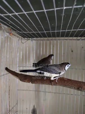 Finch Pair