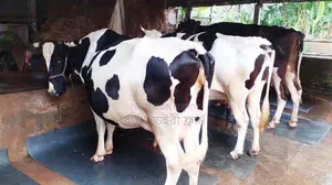 ১২৯৯নং উন্নত জাতের ৩টি গাভী বিক্রয় হবে ।
