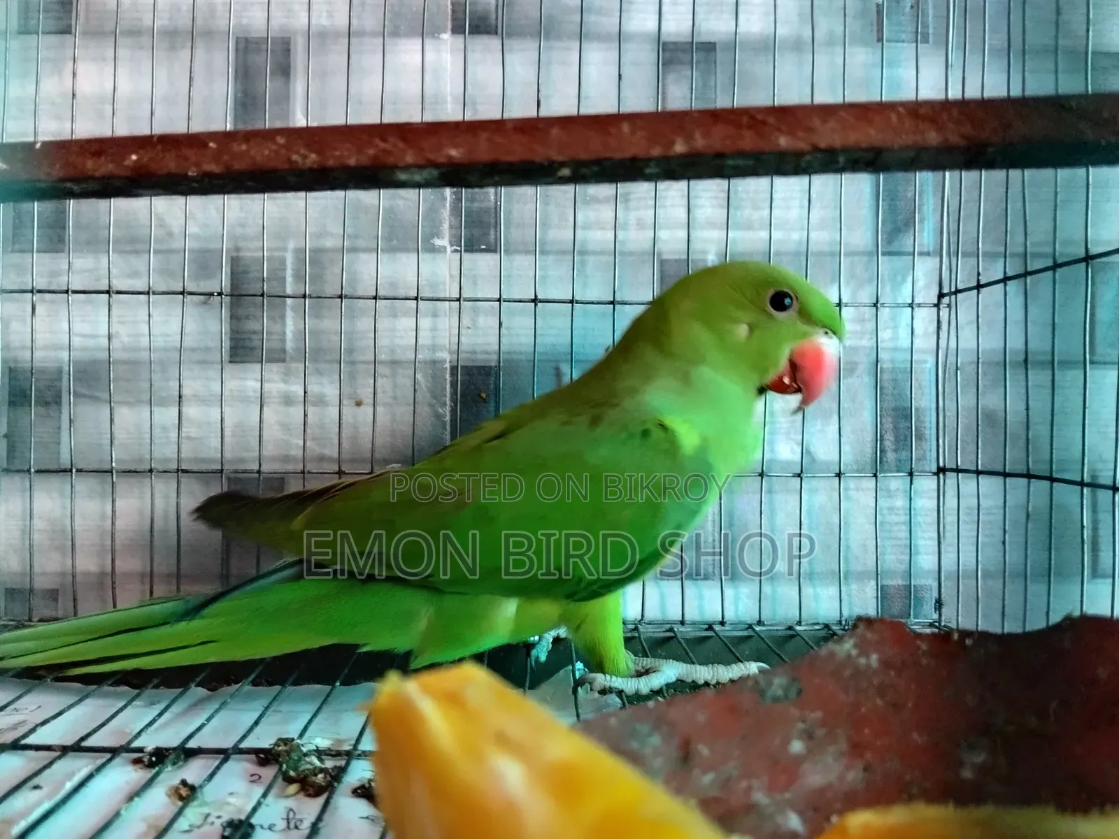 Indian Ringneck Parrot