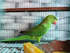 Indian Ringneck Parrot