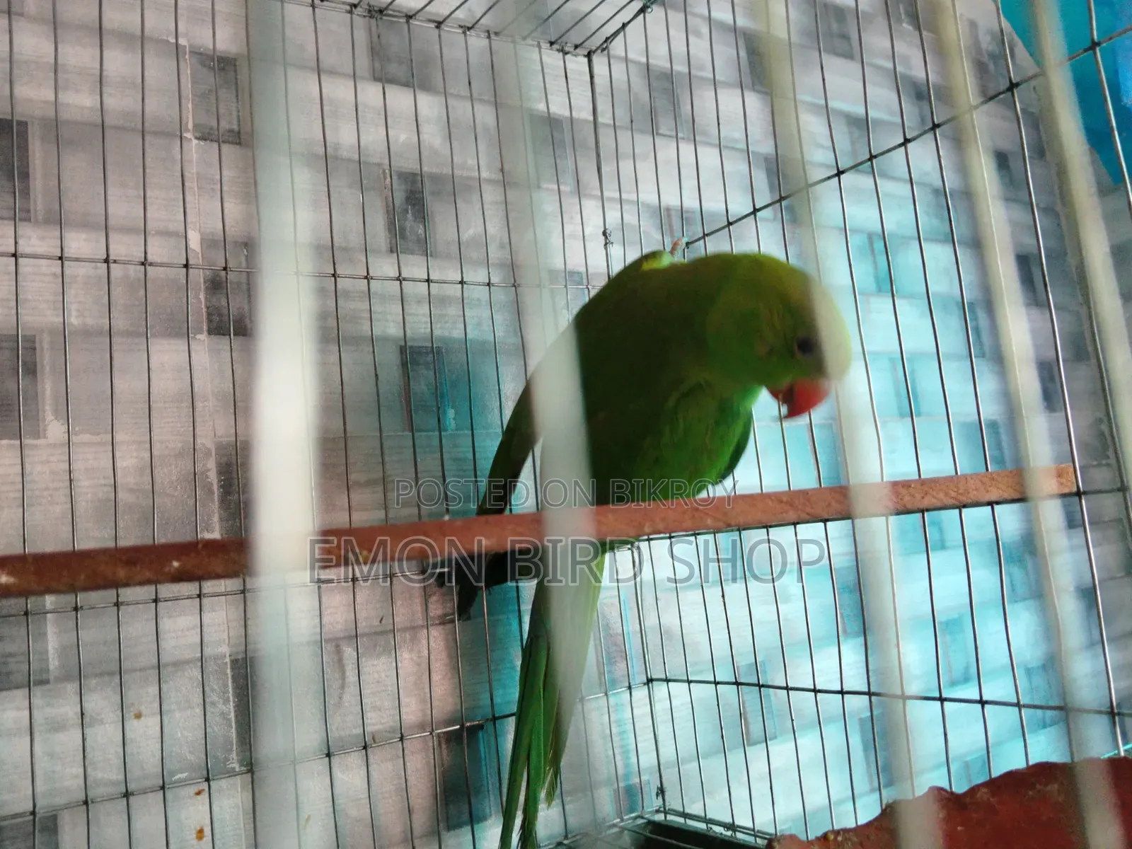 Indian Ringneck Parrot