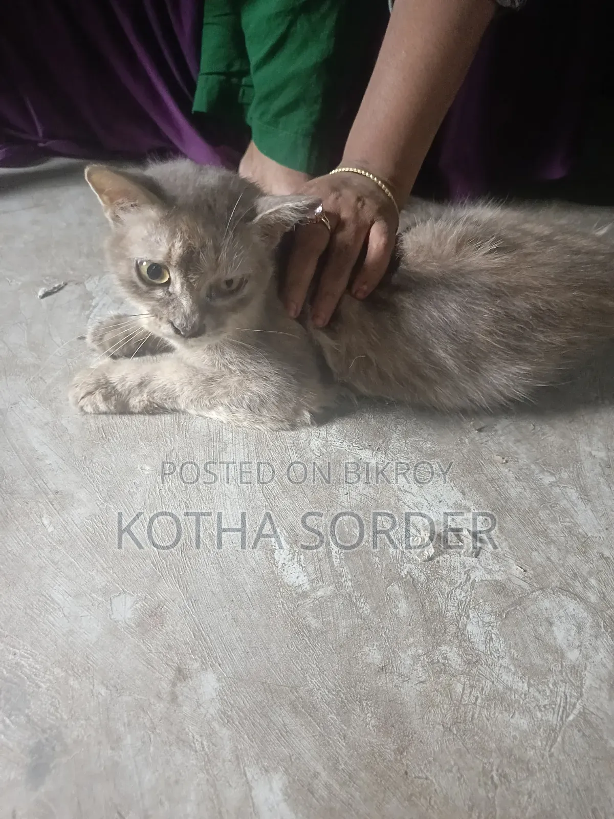 6-12 Months Female Mixed Breed Maine Coon