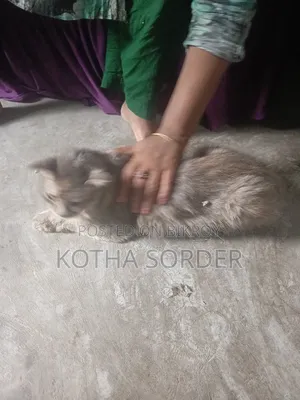 6-12 Months Female Mixed Breed Maine Coon