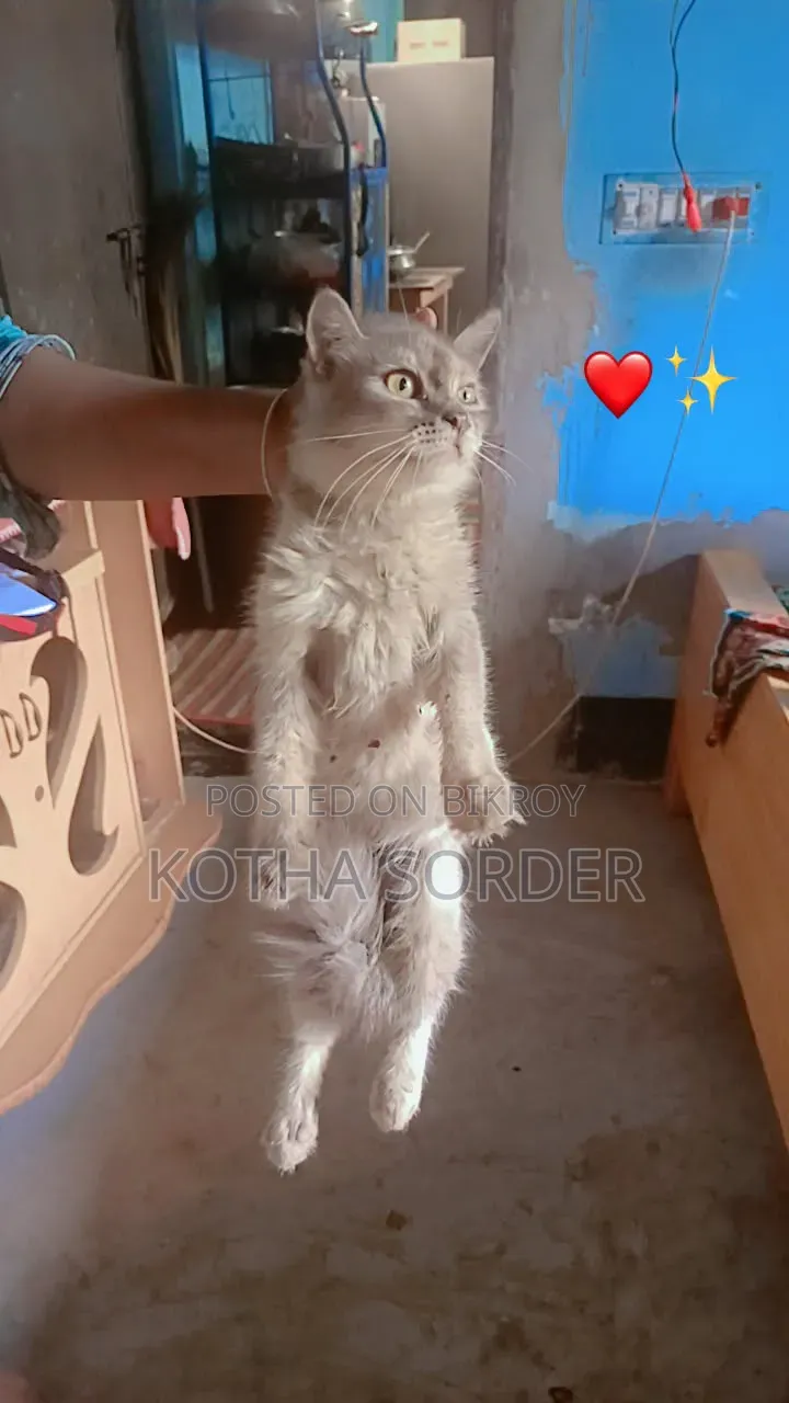 6-12 Months Female Mixed Breed Maine Coon