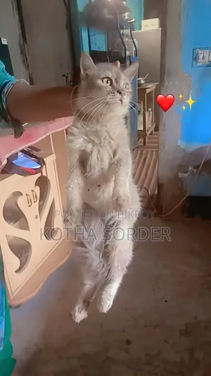 6-12 Months Female Mixed Breed Maine Coon