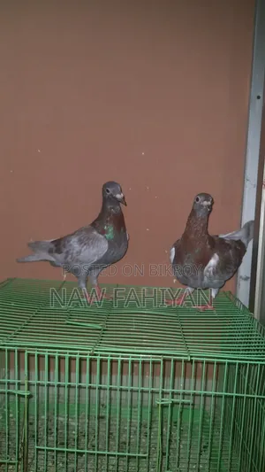 Racer Pigeon